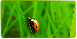 Tous nos services d'extermination sont garantis sur le travail effectuer - Vous n'aurez plus de problème d'insecte et de parasite avec notre service d'extermination