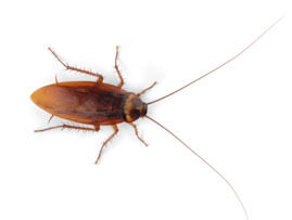 Extermination - Exterminateur de blattes germanique – Blattes - Exterminateur - Granby - Guide d'identification parasitaire - ABC Gestion Parasitaire - Blattes germanique