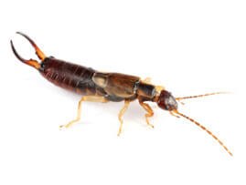 Extermination - Exterminateur de perce-oreilles de lit – Les perce-oreilles - Exterminateur de perce-oreilles - Granby - Guide d'identification parasitaire - ABC Gestion Parasitaire - Perce-oreilles