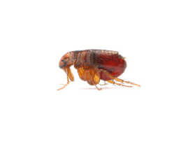 Extermination - Exterminateur de puce – Les puces - Exterminateur - Granby - Guide d'identification parasitaire - ABC Gestion Parasitaire - Puces