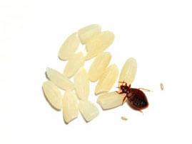 Extermination - Exterminateur de punaises de lit – Les punaises de lit - Exterminateur de punaises - Granby - Guide d'identification parasitaire - ABC Gestion Parasitaire - Punaises de lit
